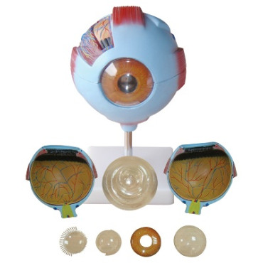 Модель строения глаза человека XC-316