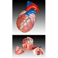 Cilvēka sirds modelis XC-307