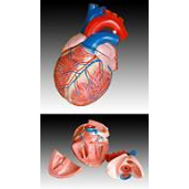 Макет сердца человека XC-307