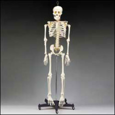 Cilvēka skelets XC-101
