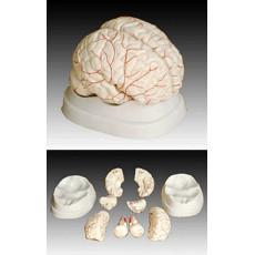 Cilvēka smadzeņu modelis XC-308