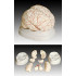 Макет человеческого мозга с артериями XC-308