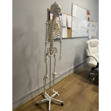 Cilvēka skelets 170cm Malatec 22583