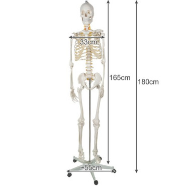 Cilvēka skelets 170cm Malatec 22583