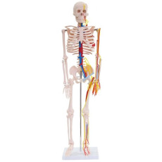 Anatomiskais modelis Cilvēka skelets XC-102B