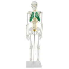 Anatomiskais modelis Cilvēka skelets XC-102A